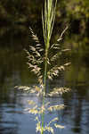 Annual wildrice <BR>Nakedstem dewflower <BR>Nakedstem dewflower <BR>Nakedstem dewflower <BR>Nakedstem dewflower